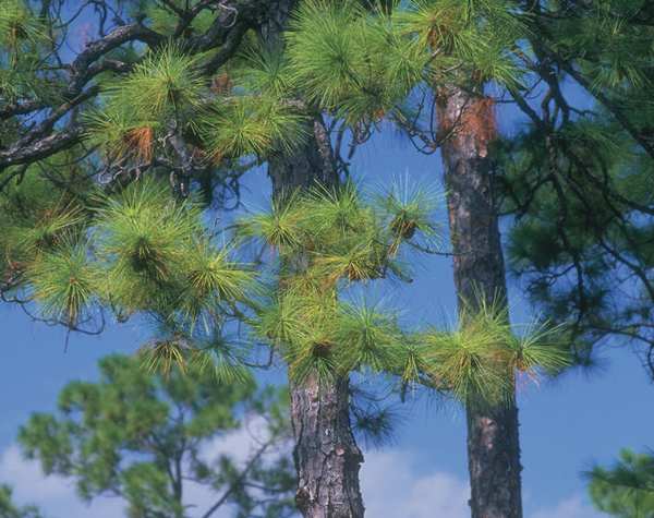 Tree Marking Paint, 1 qt., Red, Solvent -Based