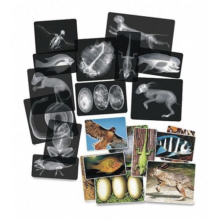 Animal X-rays Set,pk16 (1 Units In Pk)