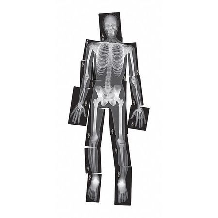 True To Life Human X-rays Set,pk18 (1 Un